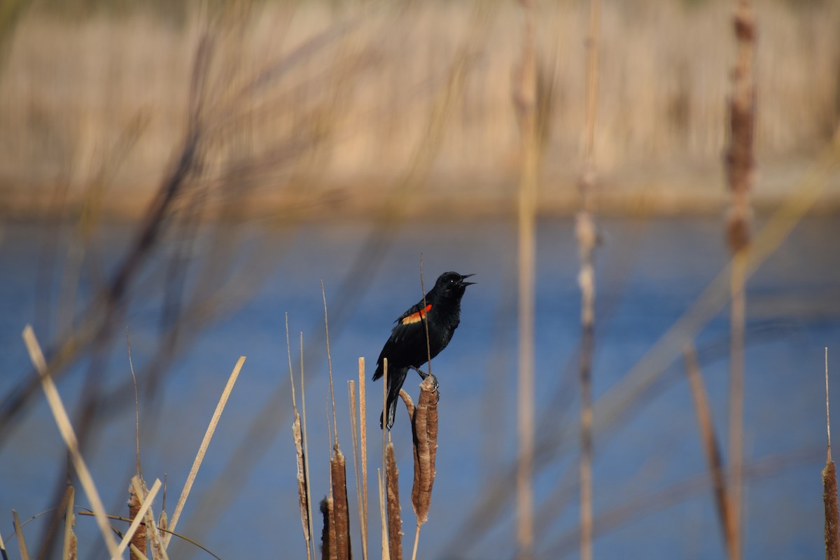 Red-winged Blackbird - ML433738901