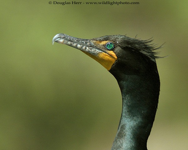 Double-crested Cormorant - Douglas Herr