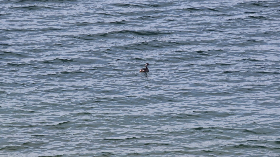 Horned Grebe - ML433739111