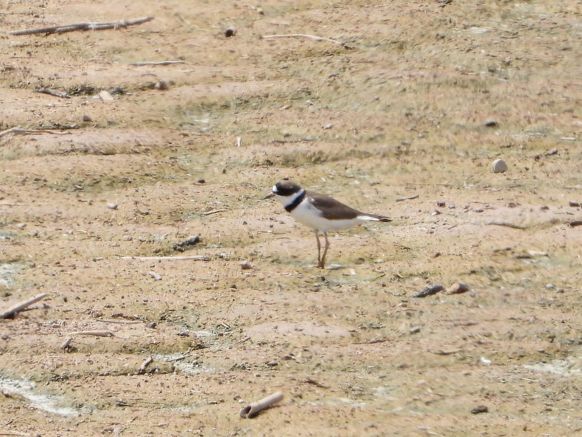 Semipalmated Plover - ML433739561