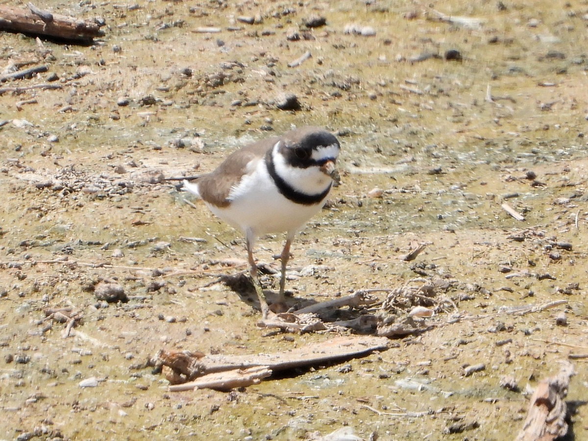 Semipalmated Plover - ML433739571