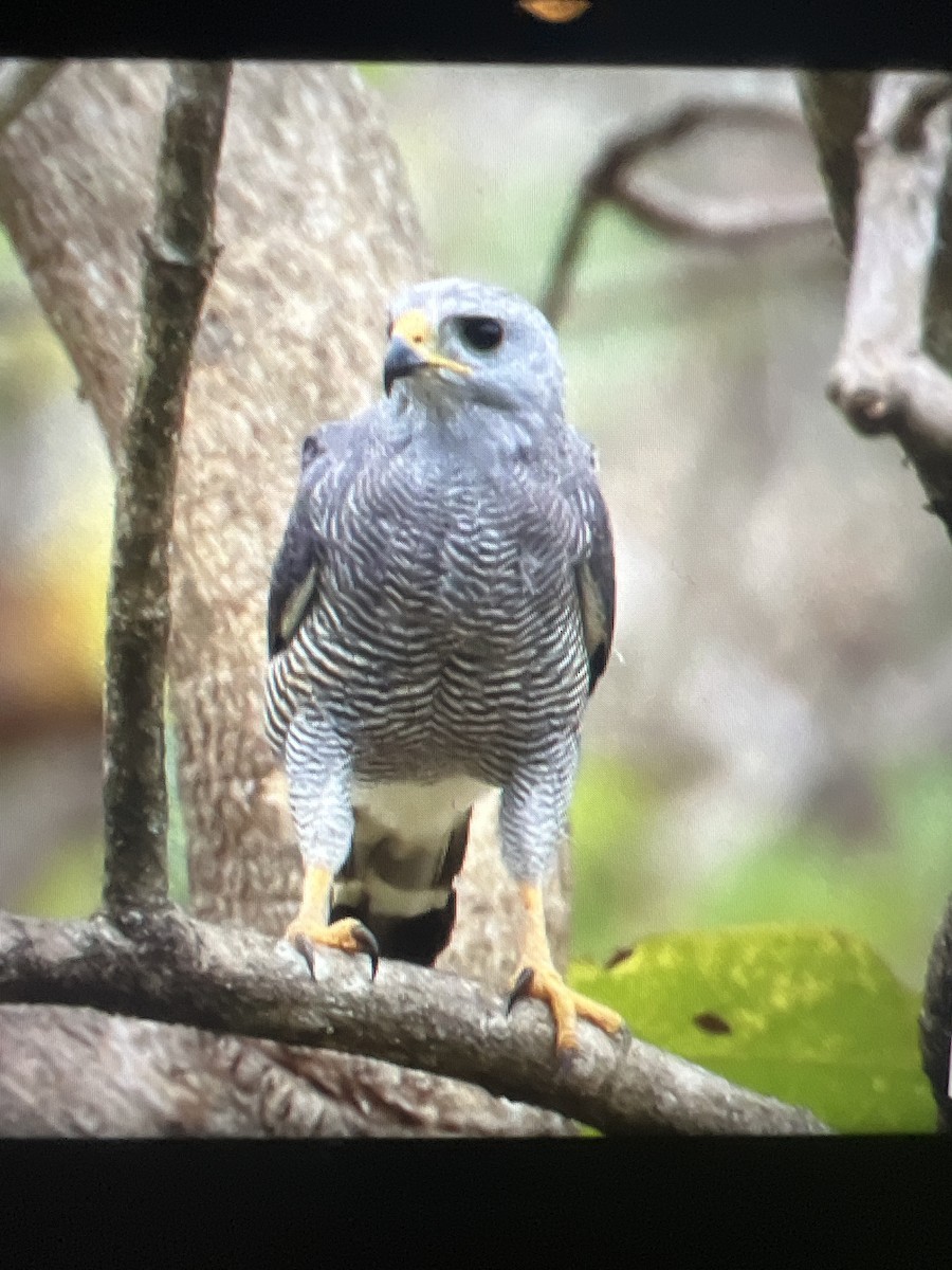 Gray Hawk - Steve Hersey