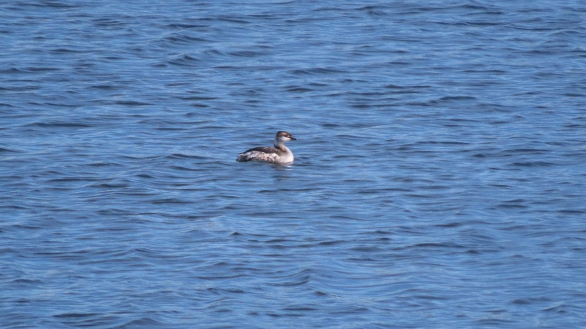 Horned Grebe - ML433741061