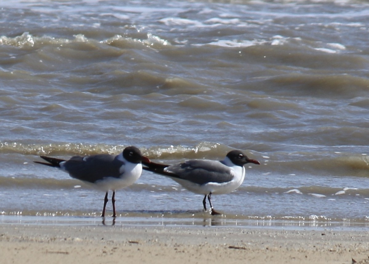 Laughing Gull - ML433742331