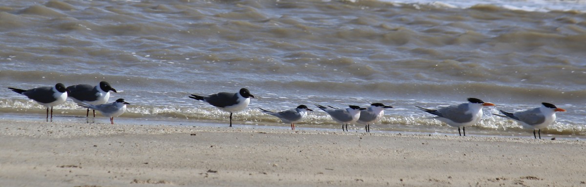 Laughing Gull - ML433742711