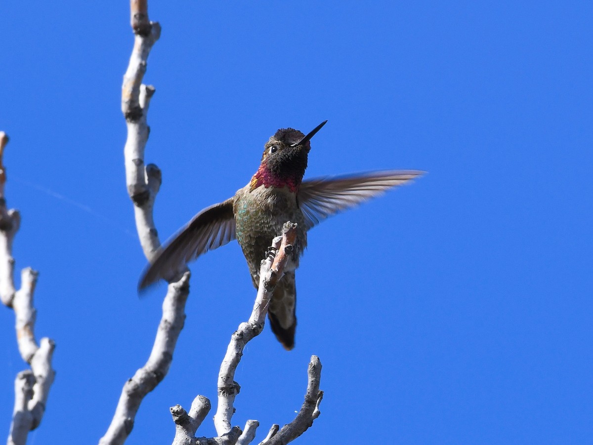 Anna's Hummingbird - ML433742781