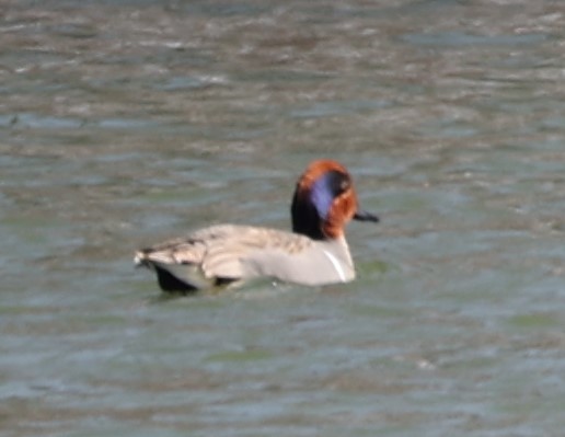 Green-winged Teal - ML433743251