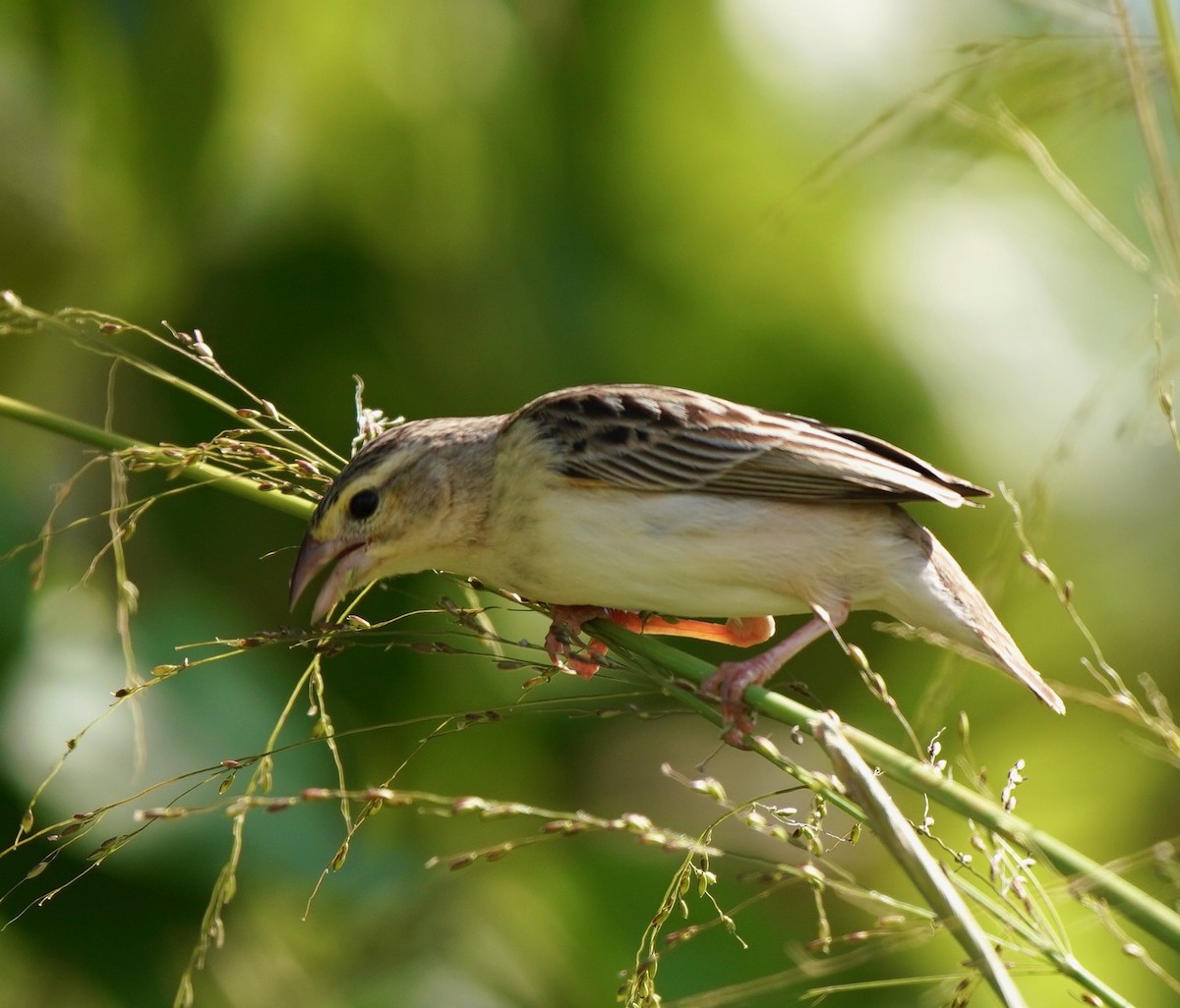 Northern Red Bishop - ML433743741