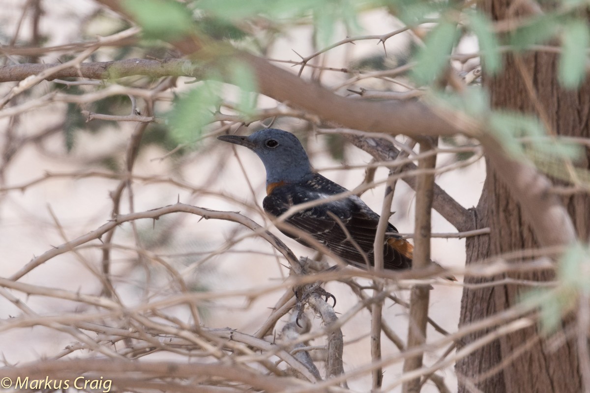 Rufous-tailed Rock-Thrush - ML43374461