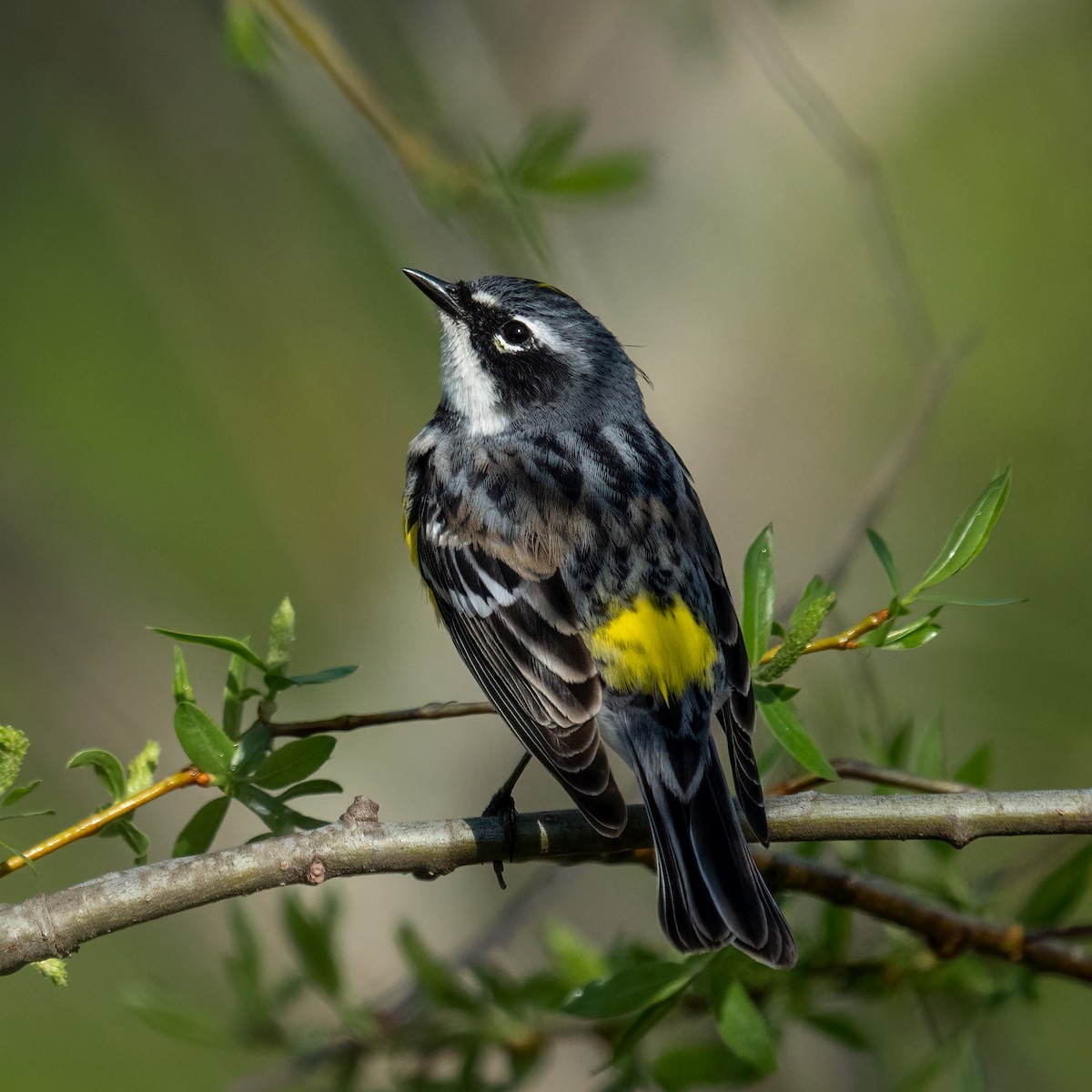 Yellow-rumped Warbler - Scott Mullens