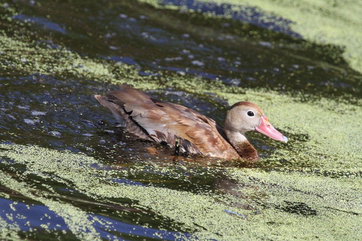 Black-bellied Whistling-Duck - D Hoopoe