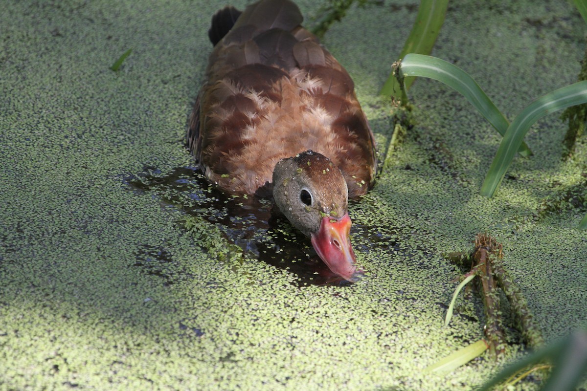 Dendrocygne à ventre noir - ML433746321