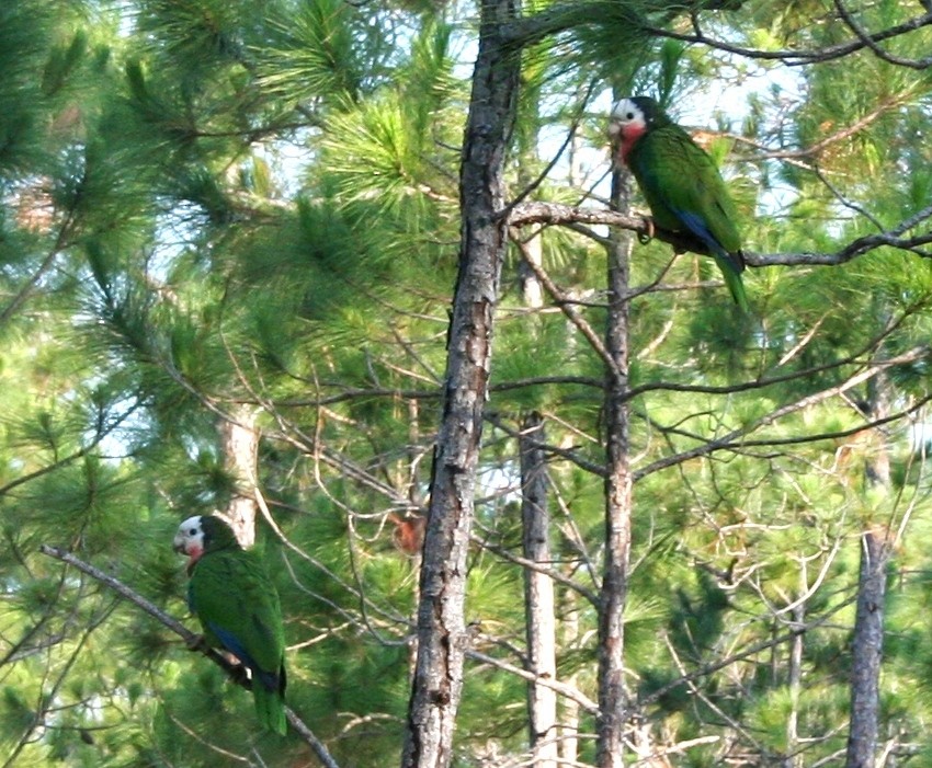 Cuban Parrot (Bahamas) - ML433746701