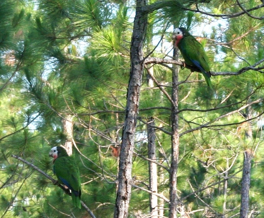 Cuban Amazon (Bahamas) - ML433746701