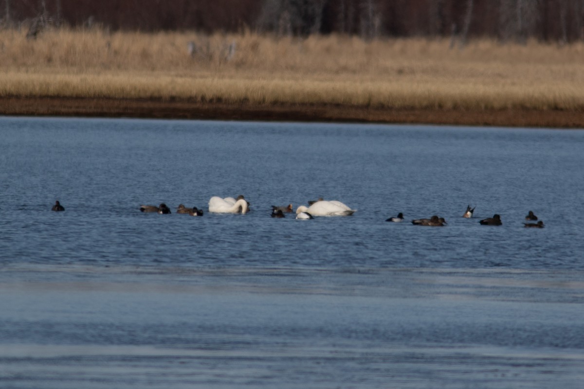 Eurasian Wigeon - Justin Saunders