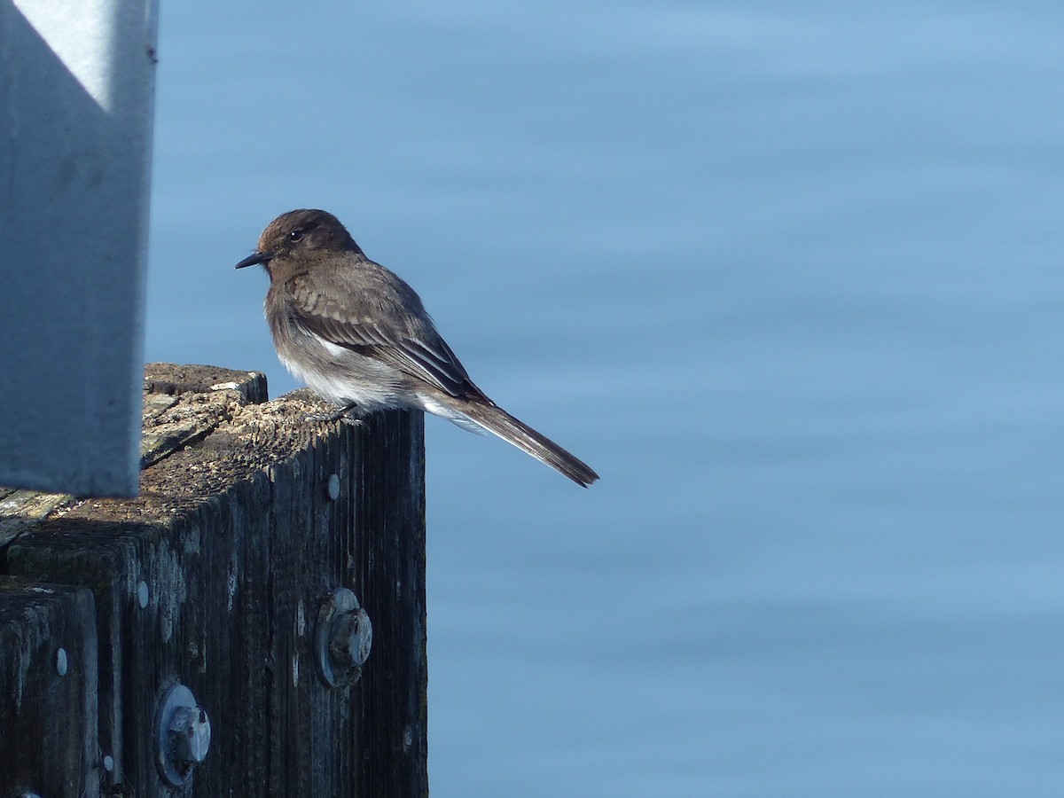 Black Phoebe - Carolyn Wilcox