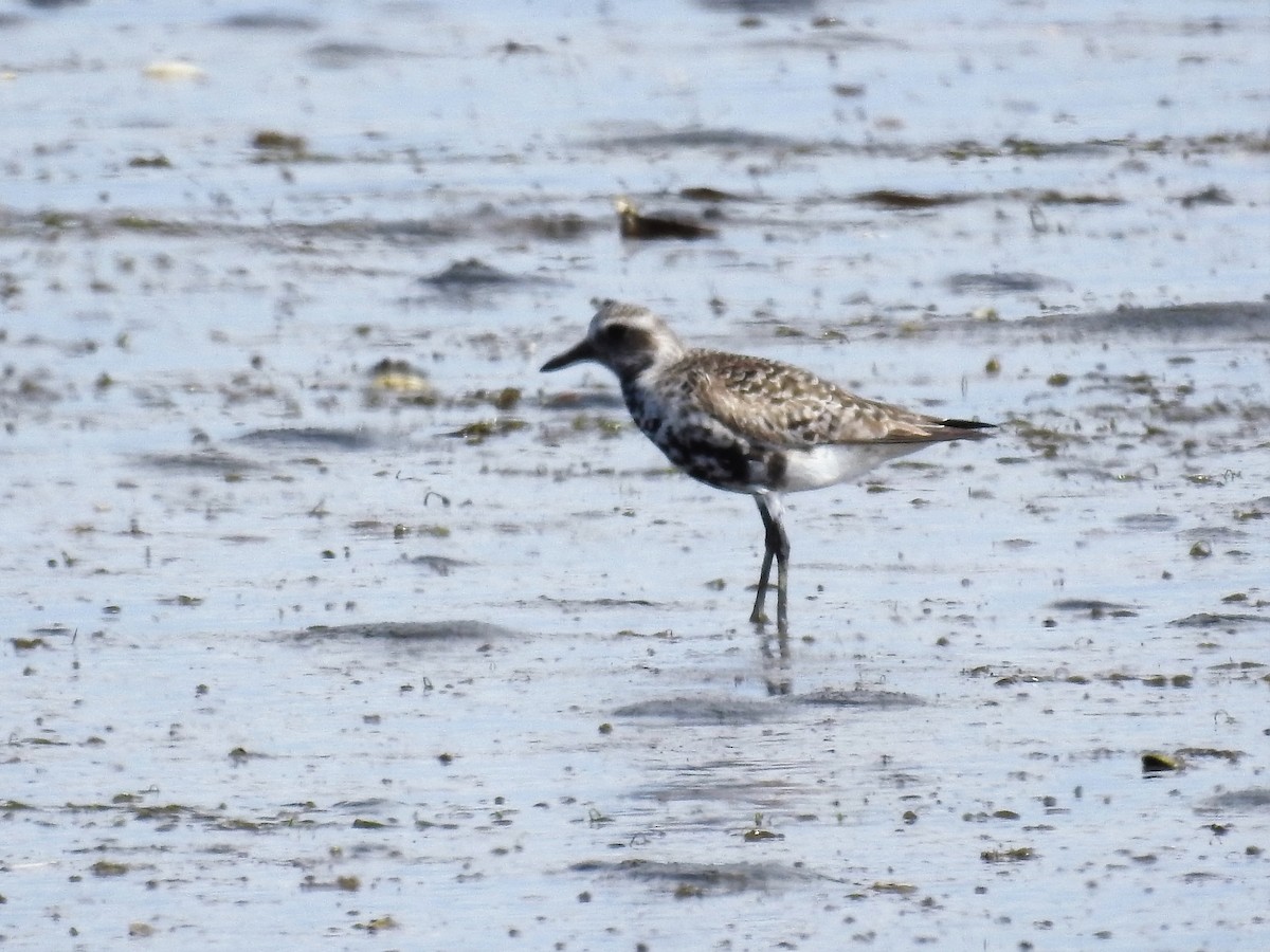 Black-bellied Plover - Tina Toth