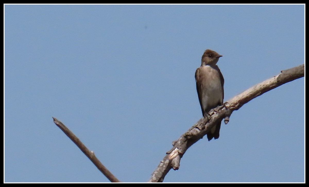 Hirondelle à ailes hérissées - ML433748841