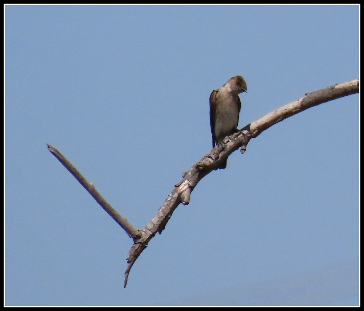 Northern Rough-winged Swallow - ML433748871
