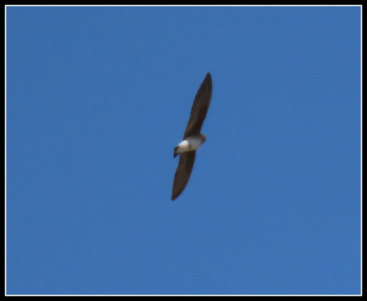 Northern Rough-winged Swallow - ML433748881