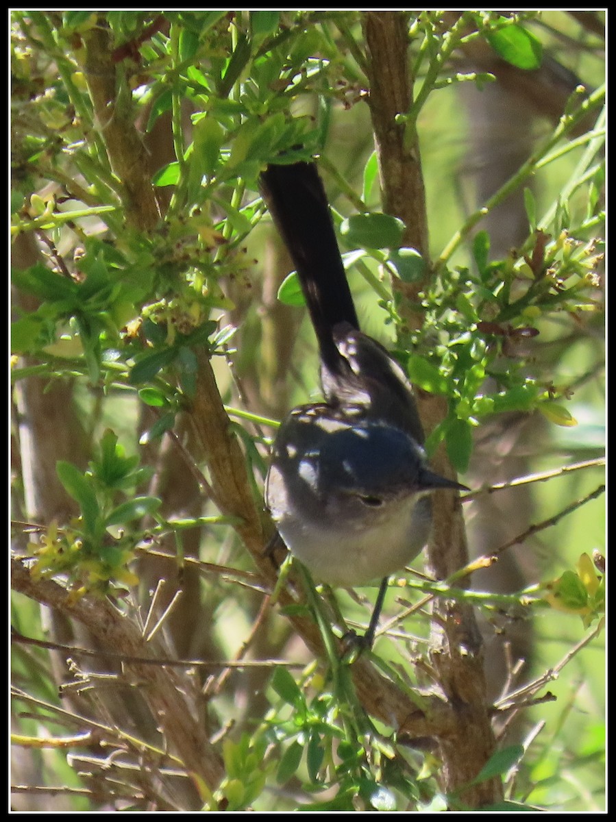 California Gnatcatcher - Peter Gordon