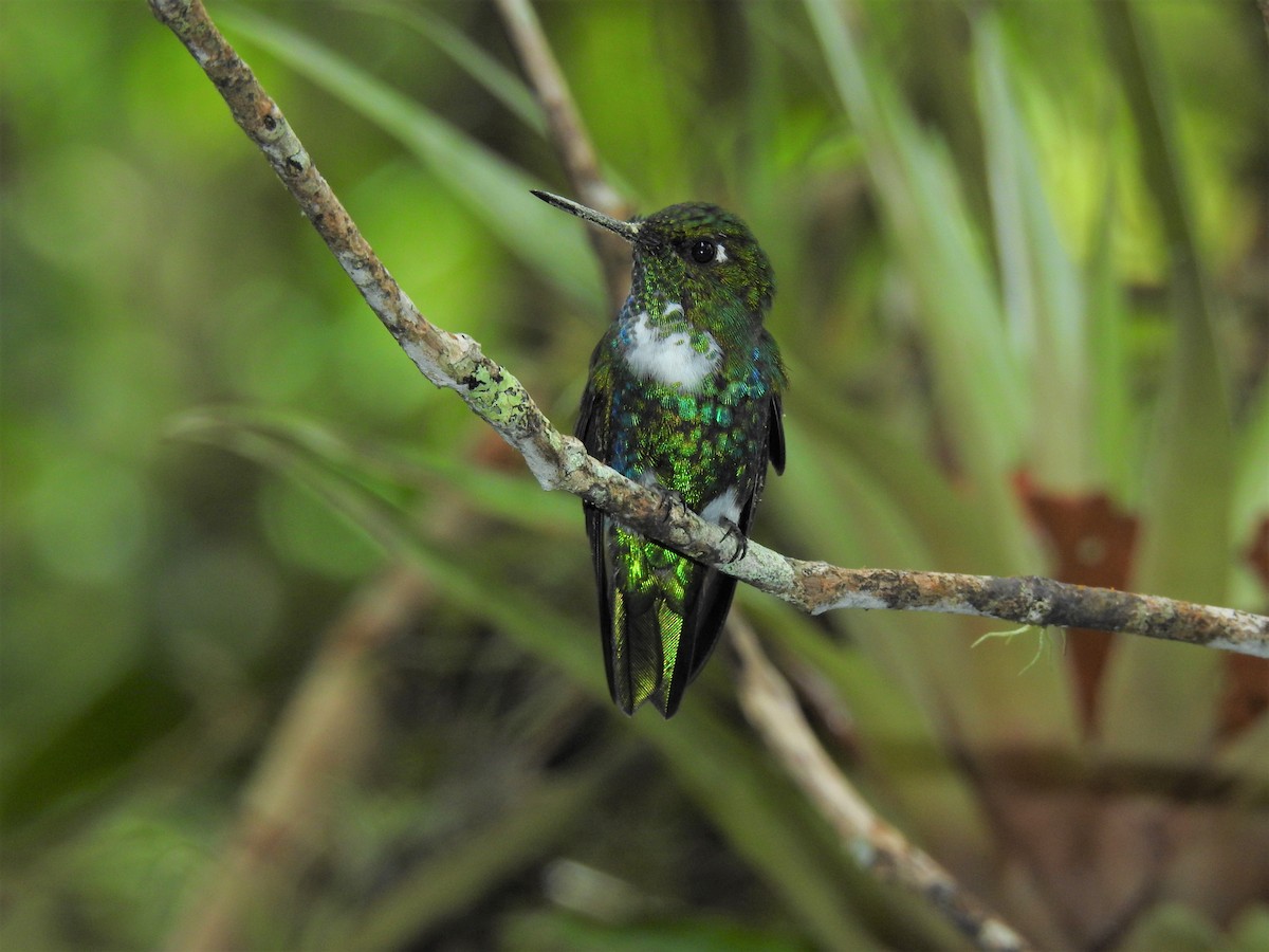 Emerald-bellied Puffleg - ML433749371