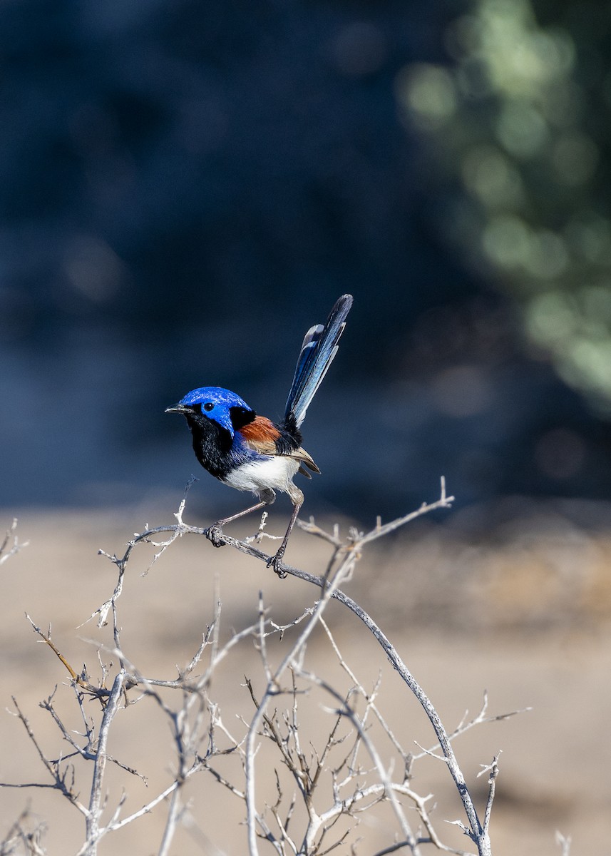 Purple-backed Fairywren - ML433749751