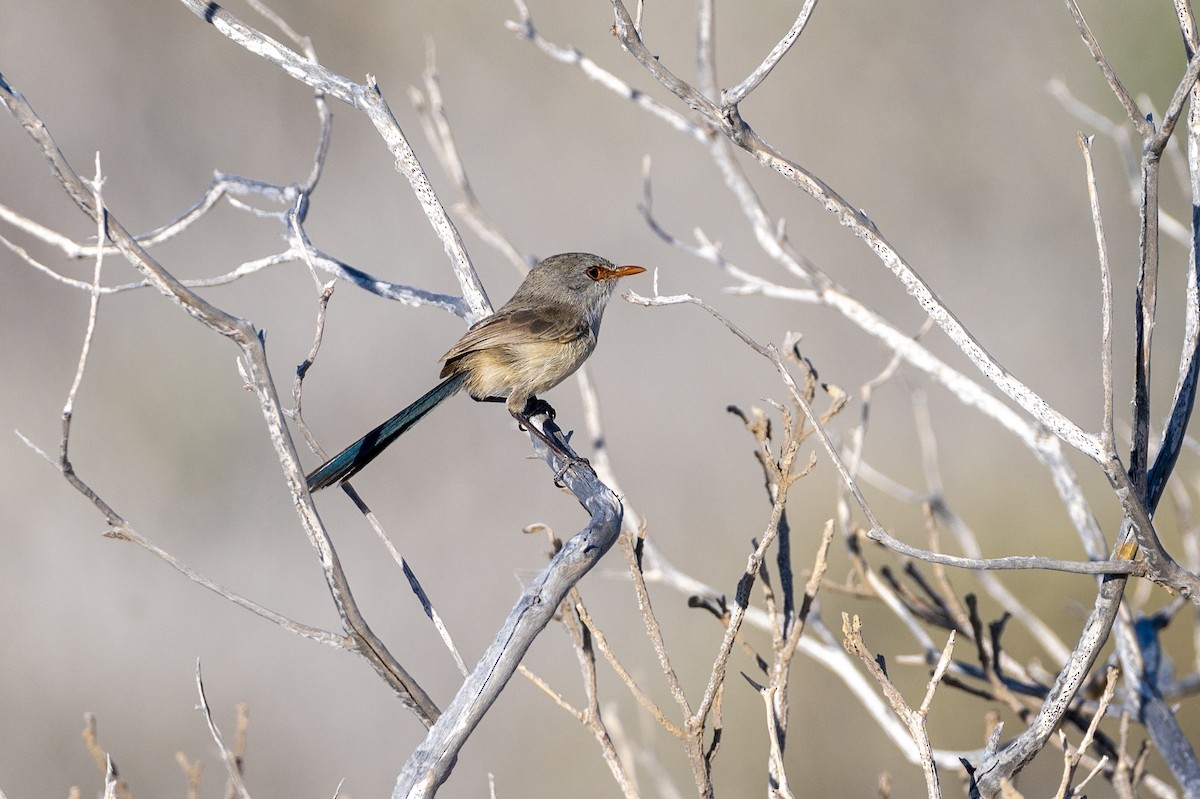 Purple-backed Fairywren - ML433749821