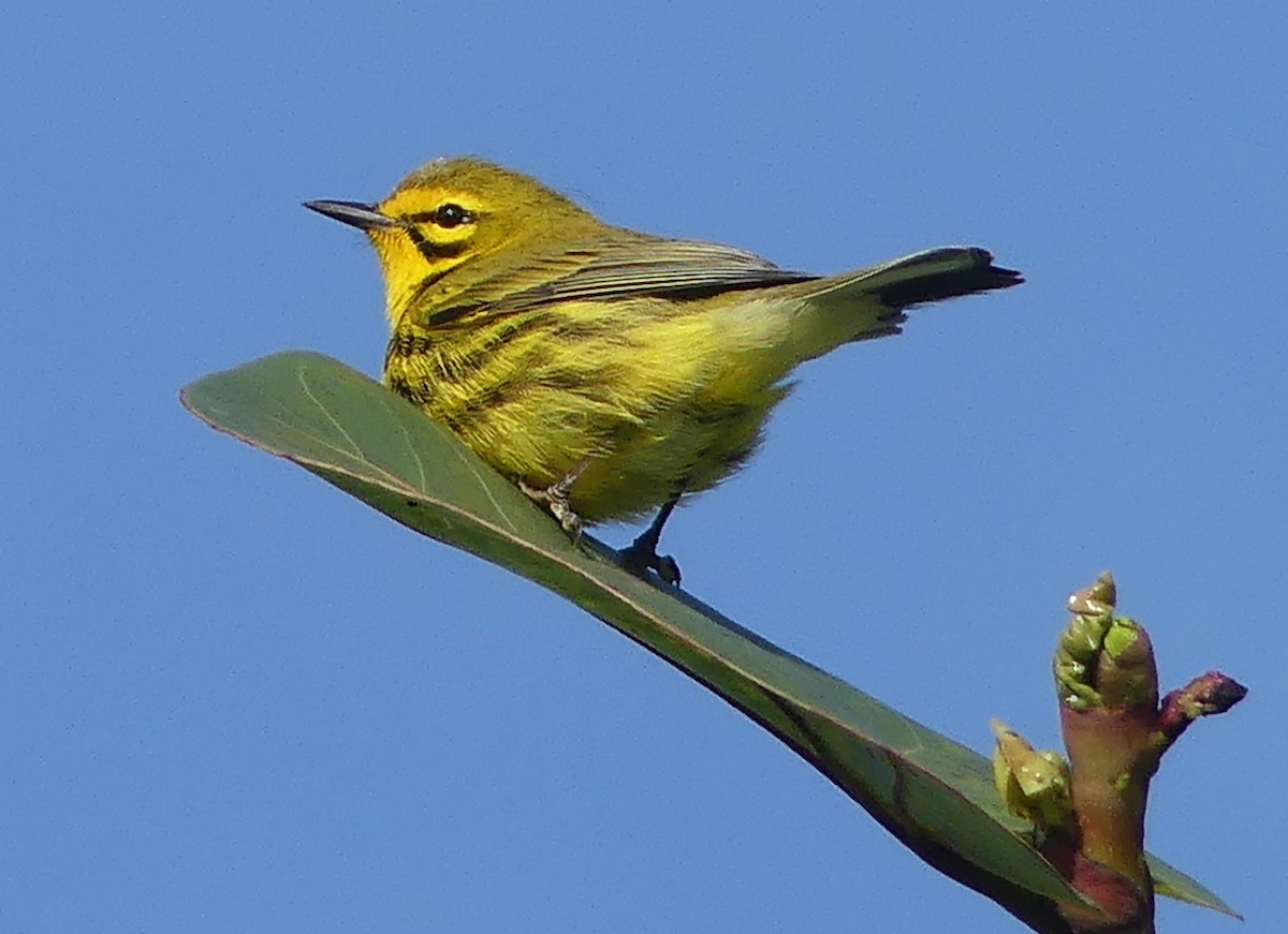 Prairie Warbler - ML433751951