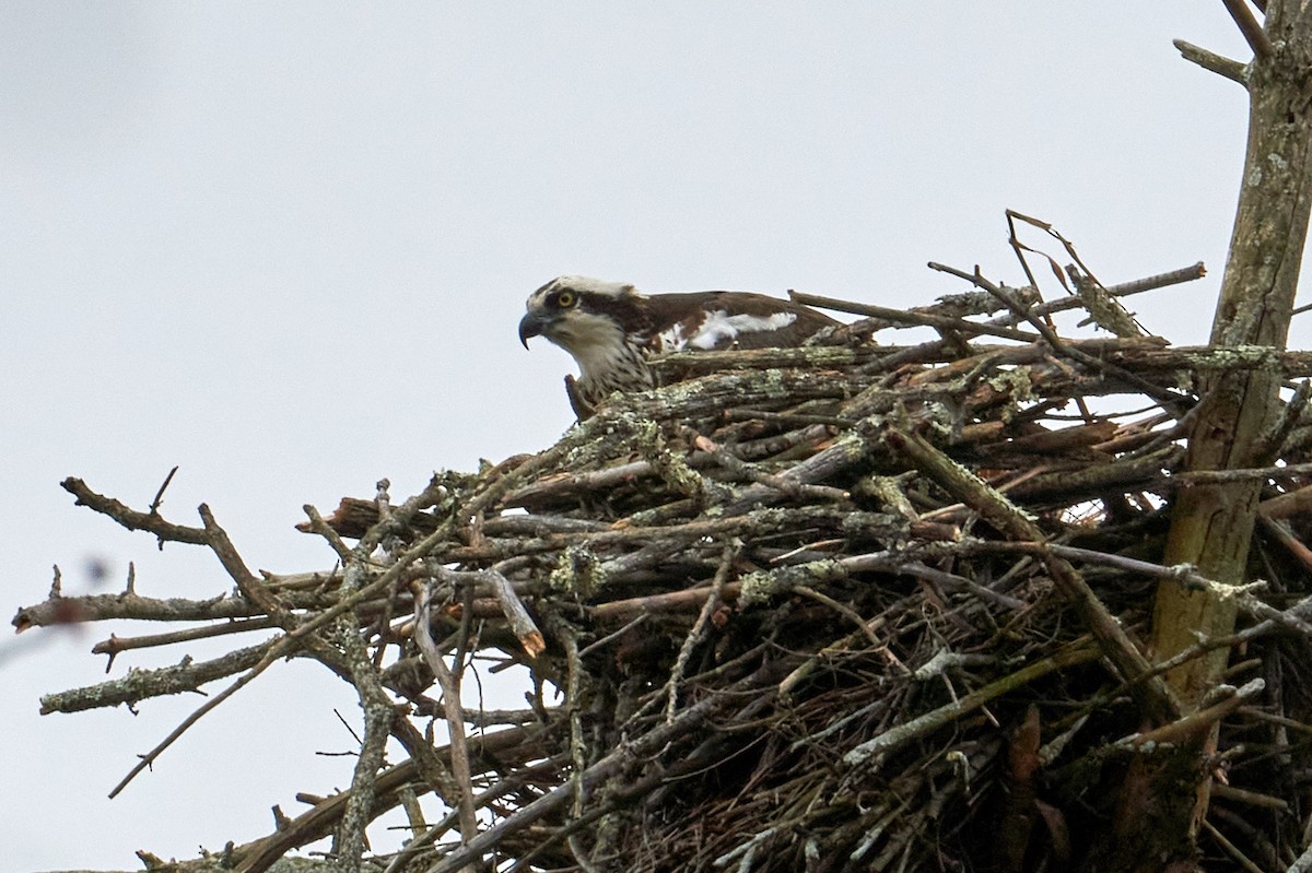 Osprey - ML433752251