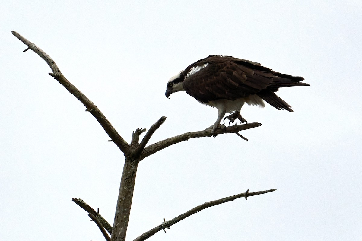 Osprey - ML433752431