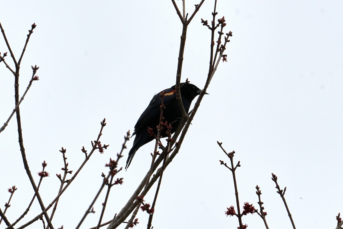 Red-winged Blackbird - ML433752951