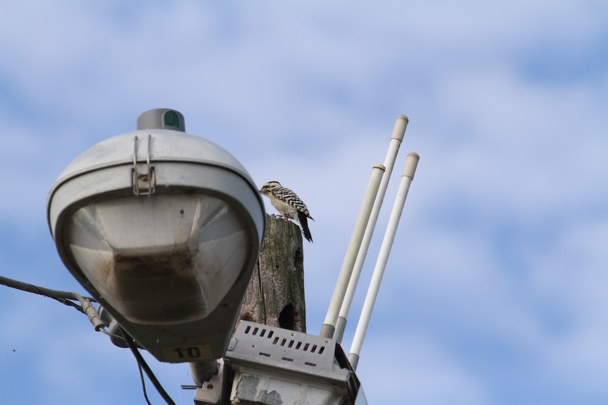 Ladder-backed Woodpecker - ML433753091