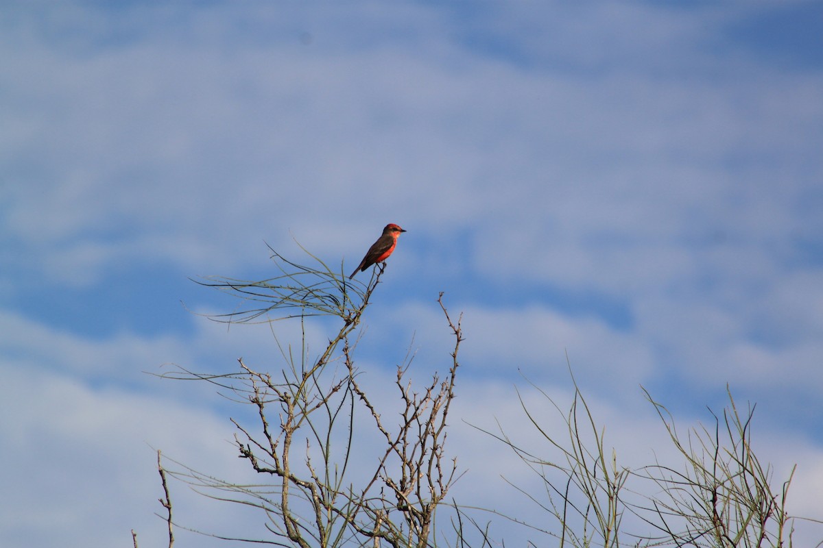 Vermilion Flycatcher - ML433753191