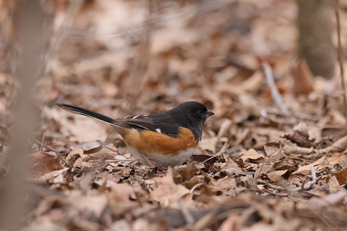 Eastern Towhee - Chris Kennelly