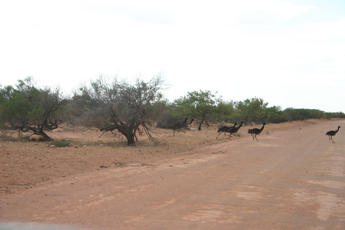 emu hnědý - ML433757301