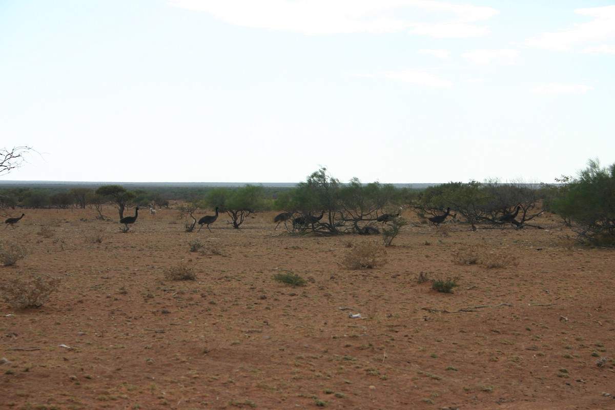 Émeu d'Australie - ML433757351