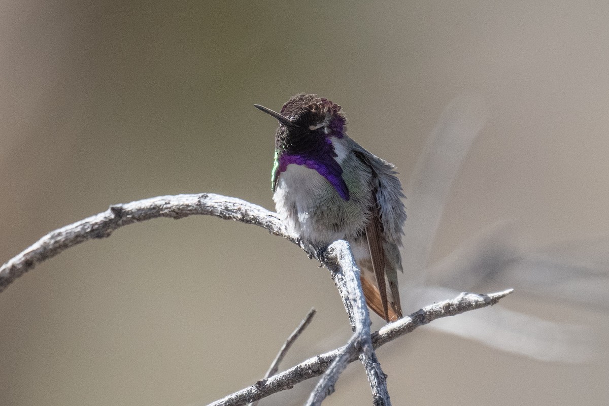 Costa's Hummingbird - ML433759061