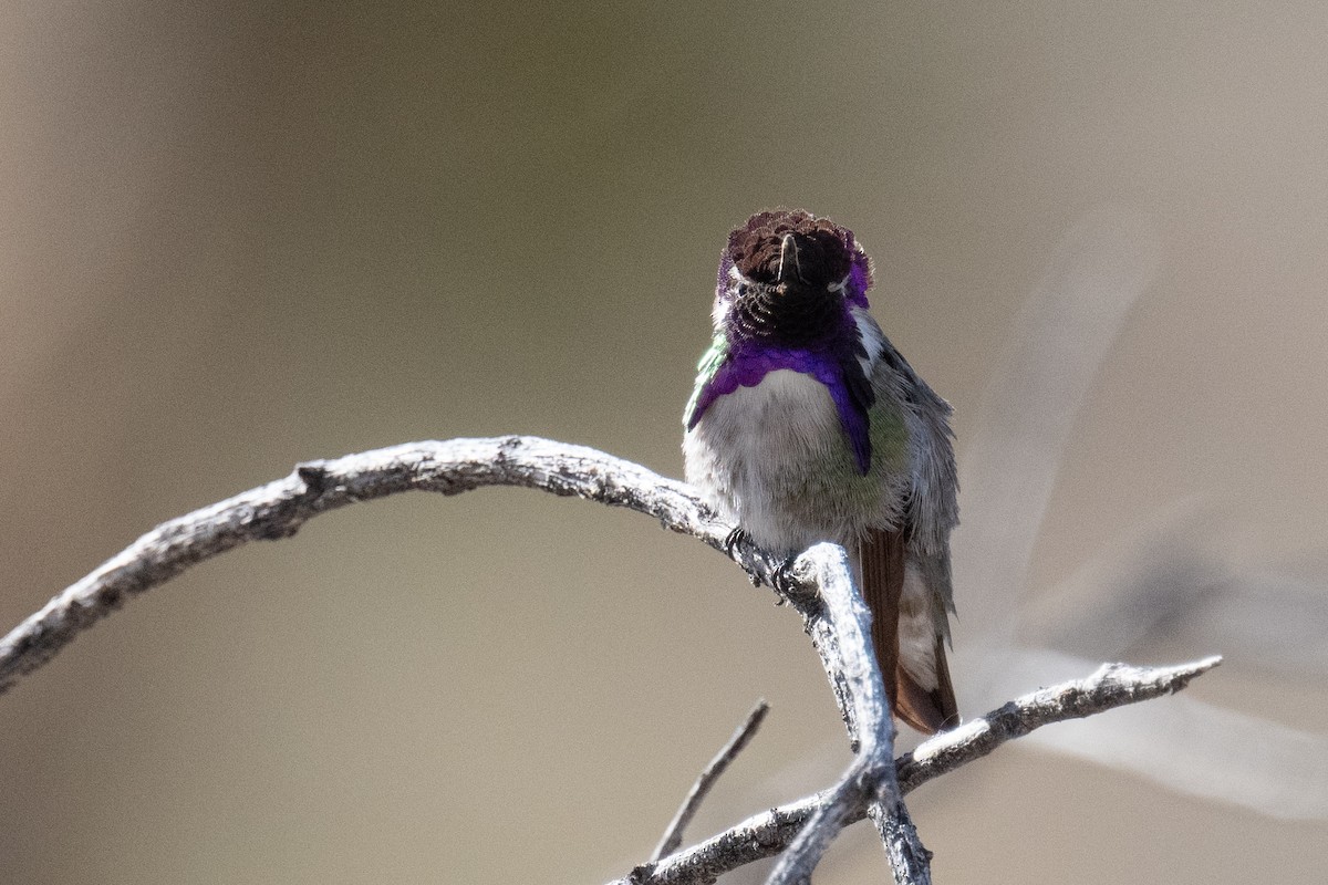 Costa's Hummingbird - ML433759071