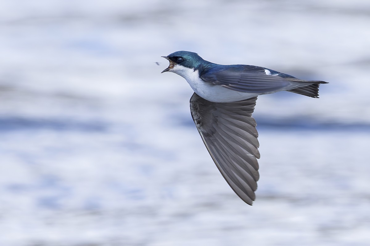 Tree Swallow - ML433759191