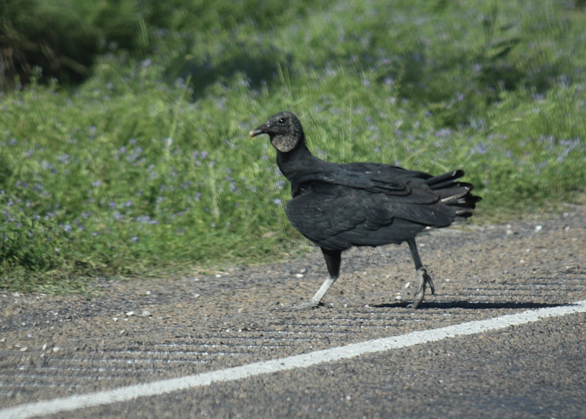 Black Vulture - ML433759741