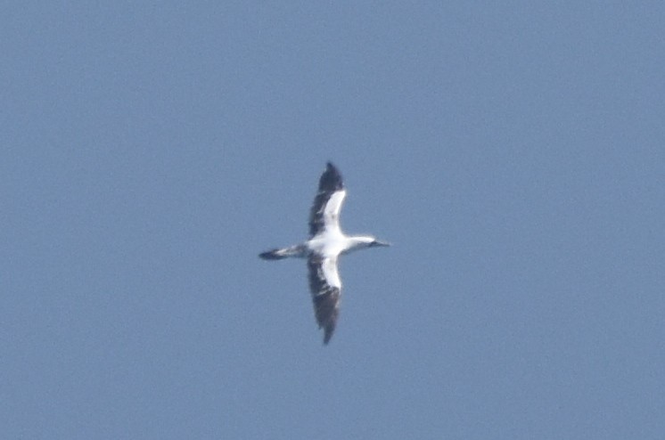 Masked Booby - ML433760871