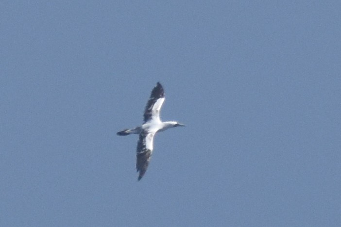 Masked Booby - ML433760881