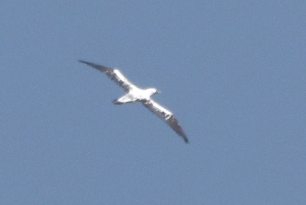 Masked Booby - ML433760931