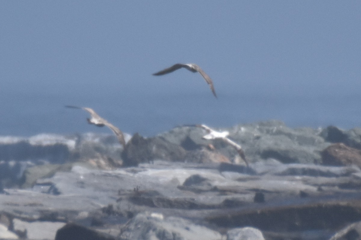 Masked Booby - ML433761001