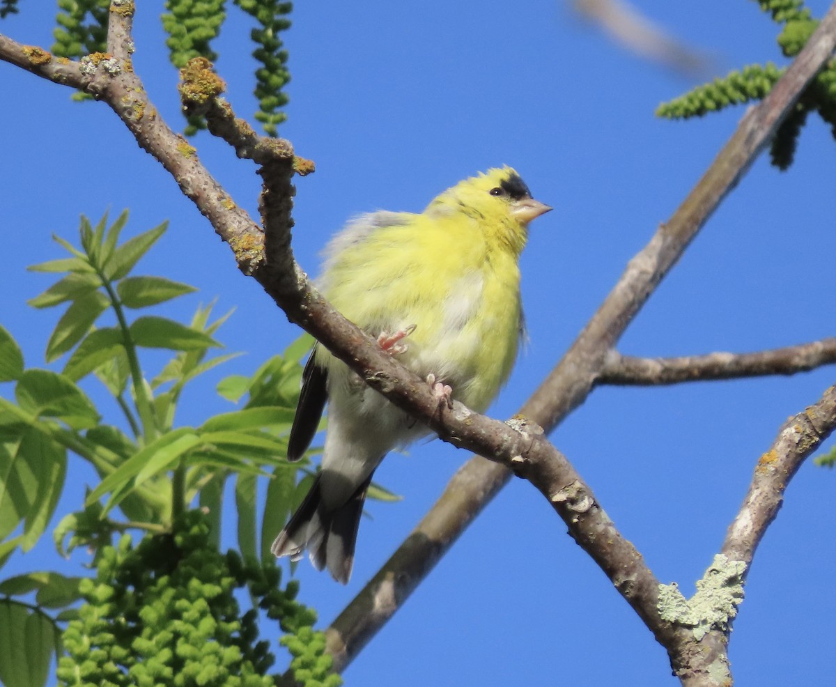 American Goldfinch - ML433763201