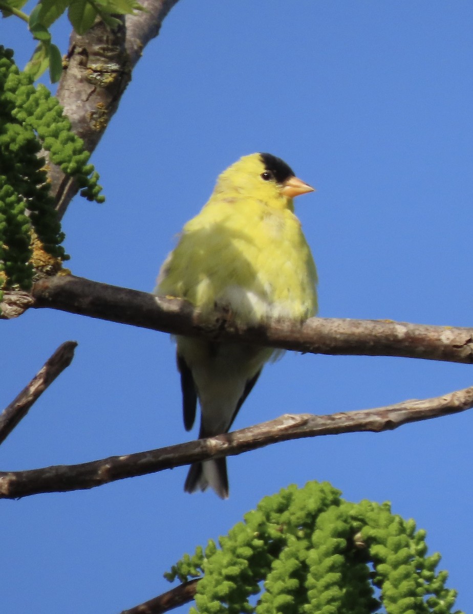 American Goldfinch - ML433763261