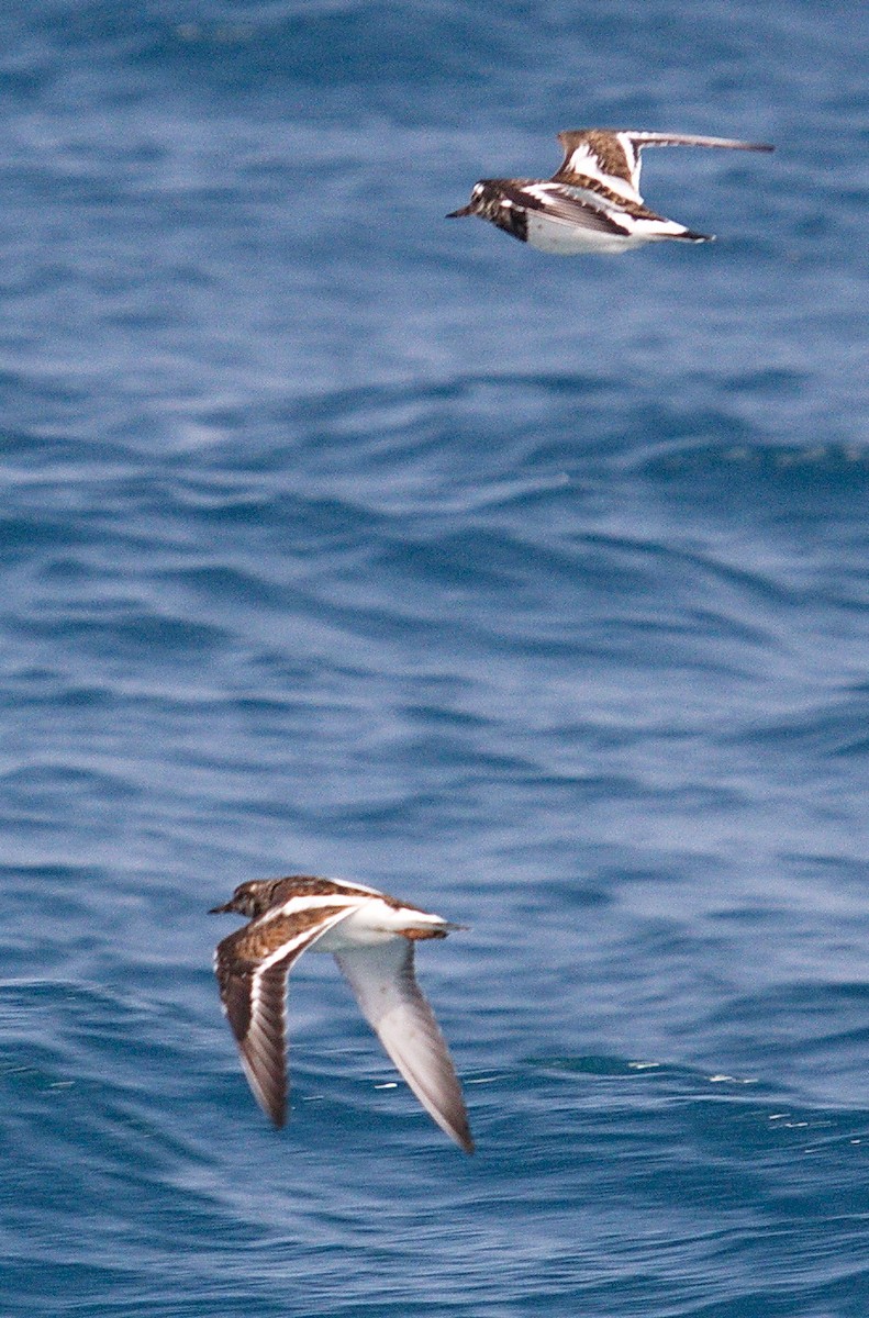 Ruddy Turnstone - Andrey Vlasenko