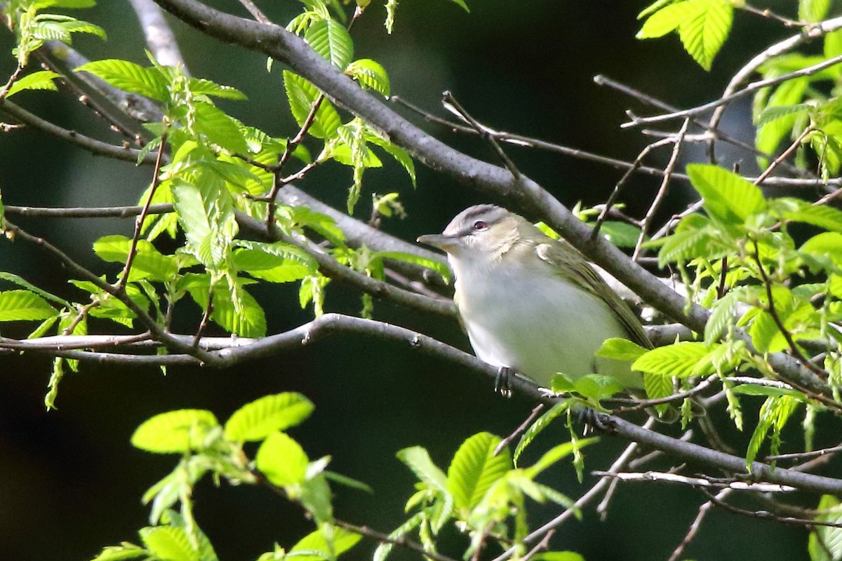 Vireo Ojirrojo - ML433763531