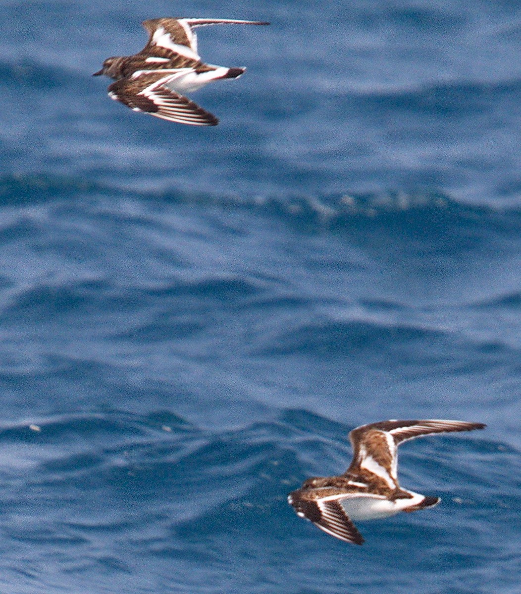 Ruddy Turnstone - ML43376361